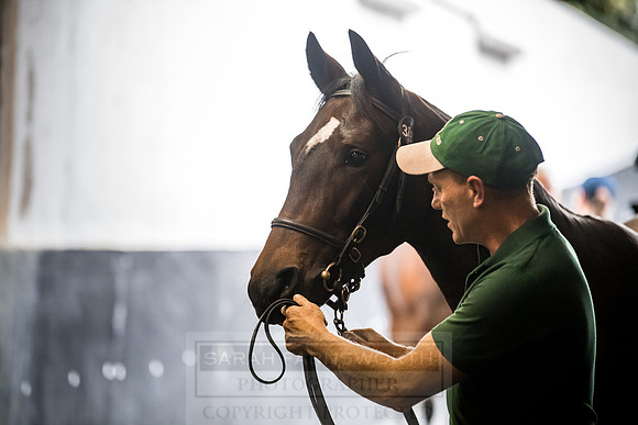 Goffs Orby 2018 Day 2-153
