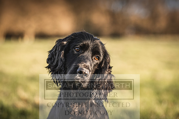 Avonmeadow Stud Dogs-119