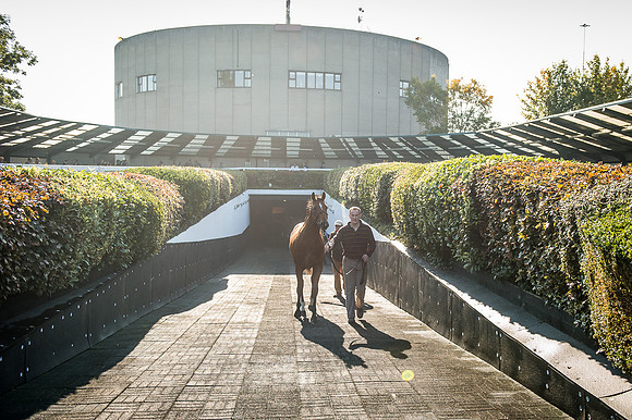 Goffs Orby 2015 -518