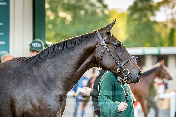 Goffs Orby 2018 Day 1-357
