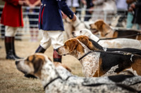 Honiton Hound Show 2022-11