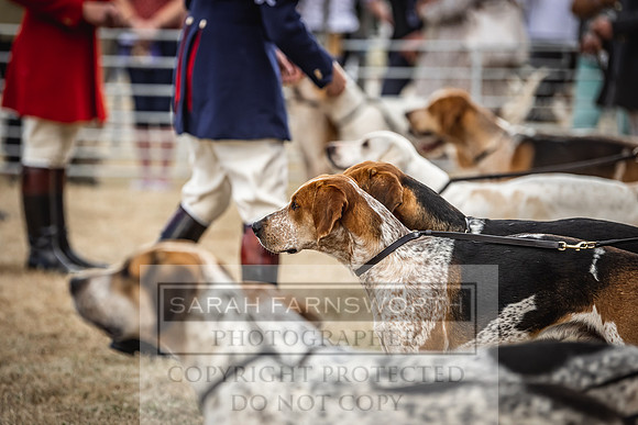 Honiton Hound Show 2022-11