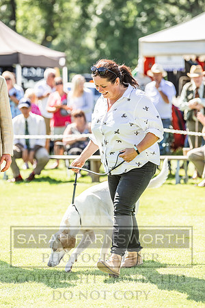 Rydal Hound Show 2022-127