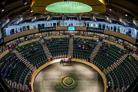 Goffs Orby 2018 Day 1-162