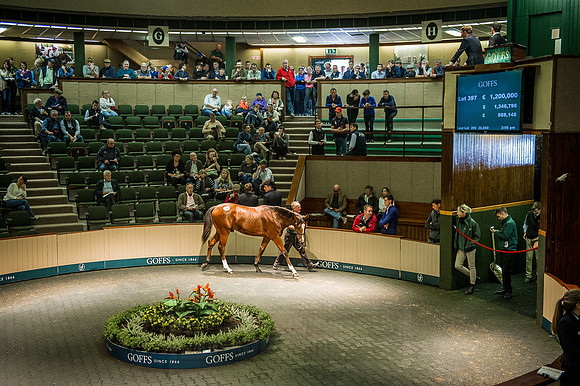 Goffs Orby 2015 -625