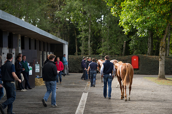 Goffs Orby14 CF10 310