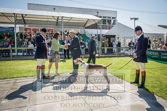 Ardingly Foxhounds 2015-17