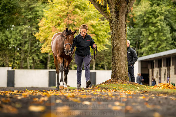 Goffs Orby 2018 Day 1-112