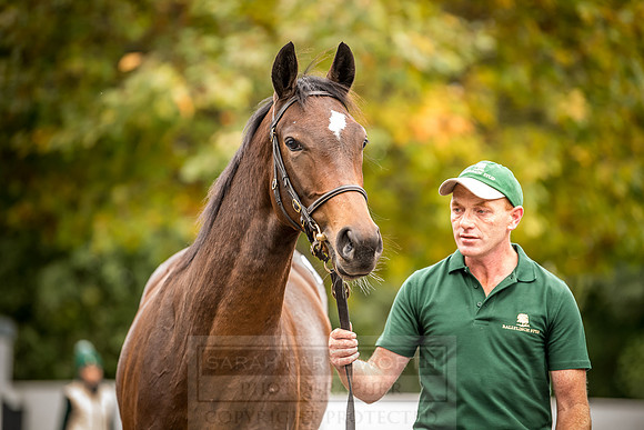 Goffs Orby 2018 Day 2-204