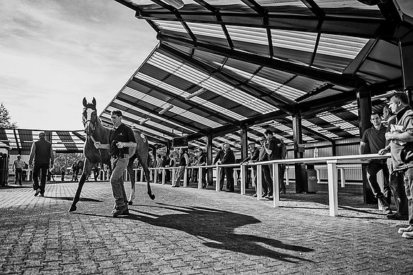 Goffs Orby 2015 -396 bw