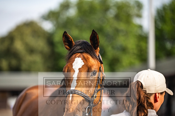 Goffs UK PY24-293