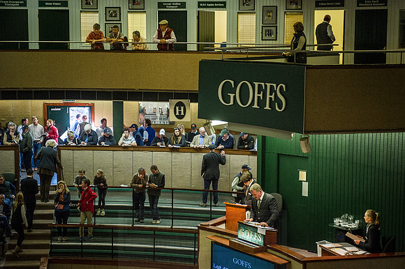 Goffs Orby 2015 -636