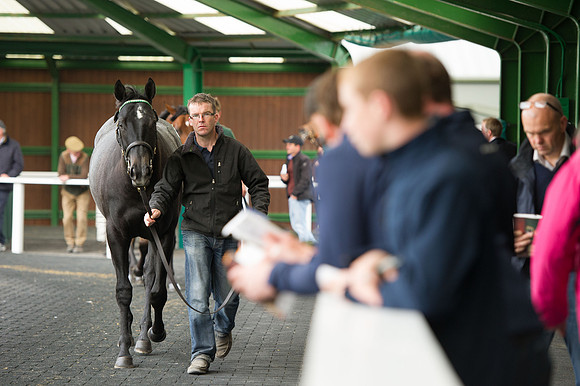Goffs Orby14 CF5 021