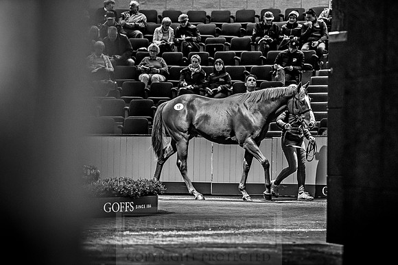 Goffs Orby 2018 Day 1-201