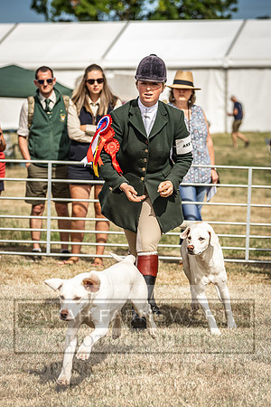 Honiton Hound Show 2022-81