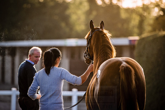 Goffs Orby 2015 -445