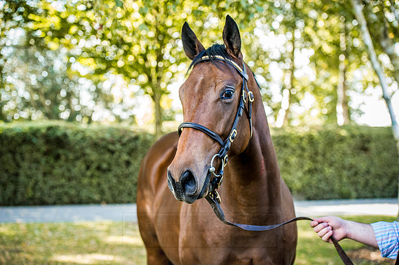 Goffs Orby 2015 -623