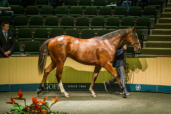 Goffs Orby 2015 -238