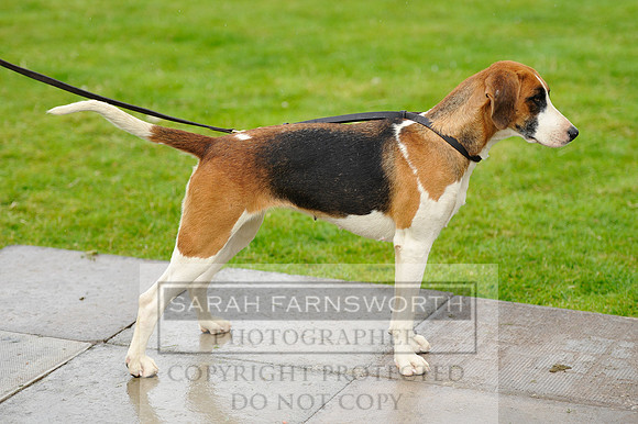 Rydal 2014 CF2 449