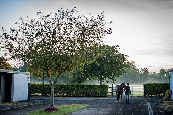 Goffs Orby 2015 -75