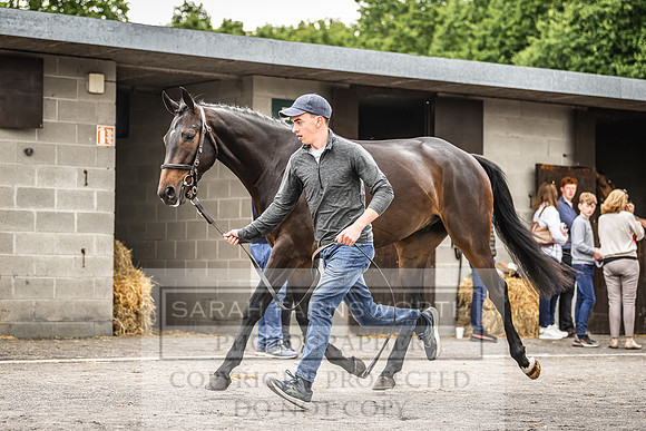 Goffs Land Rover Sale 2022-329