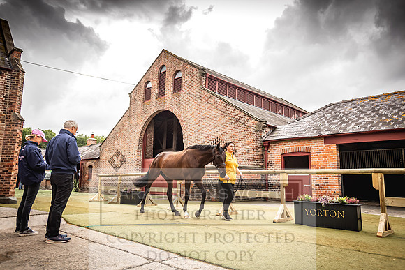 Goffs Yorton Sale 2022-146