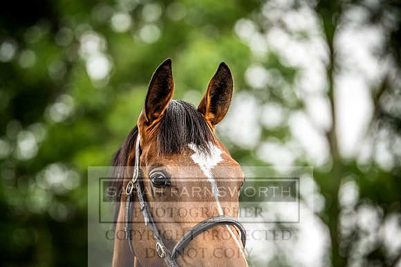 Goffs Land Rover Sale 2022-541