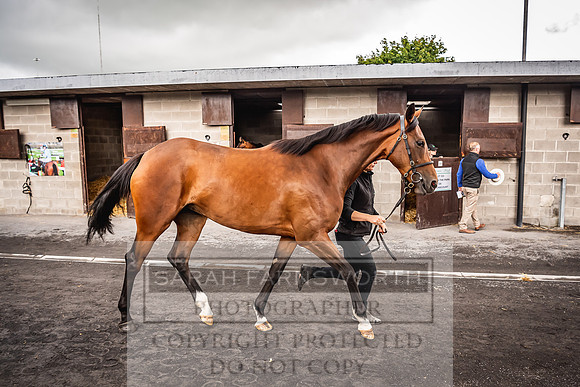 Goffs Land Rover Sale 2022-548
