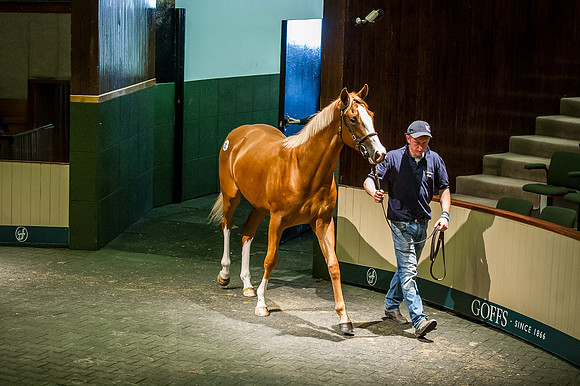 Goffs Orby 2015 -342