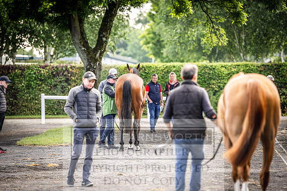 Goffs Land Rover Sale 2022-38