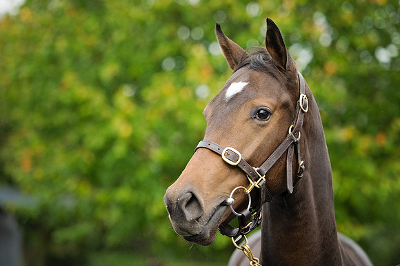 Goffs Orby14 CF7 163