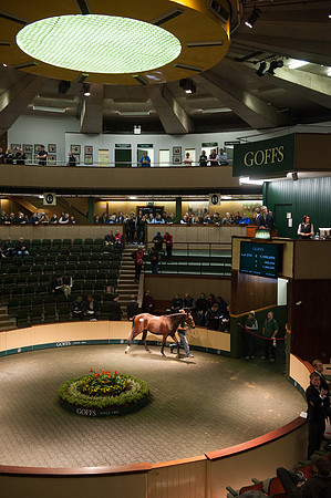 Goffs Orby14 CF9 075
