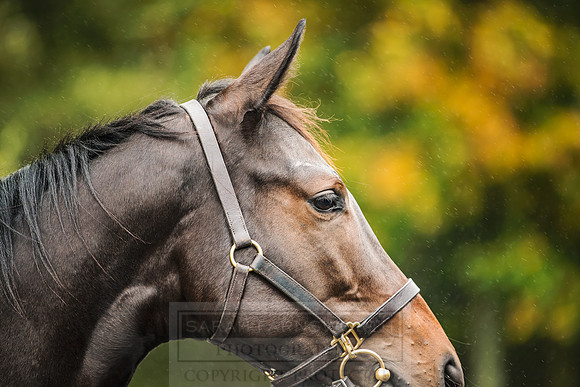 Goffs Orby 2018 Day 2-63