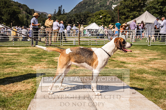 Rydal Hound Show 2022-78