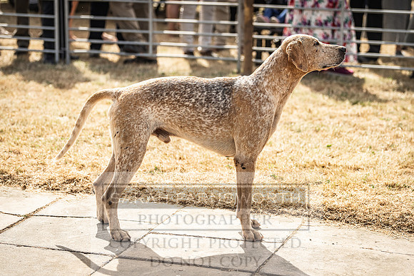 Honiton Hound Show 2022-77