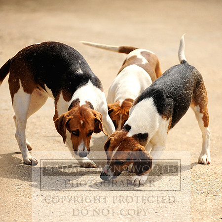 ECH puppy show 11 019
