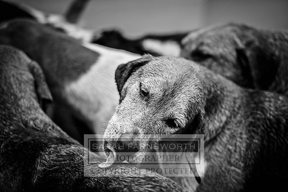 Desmond 060616-213