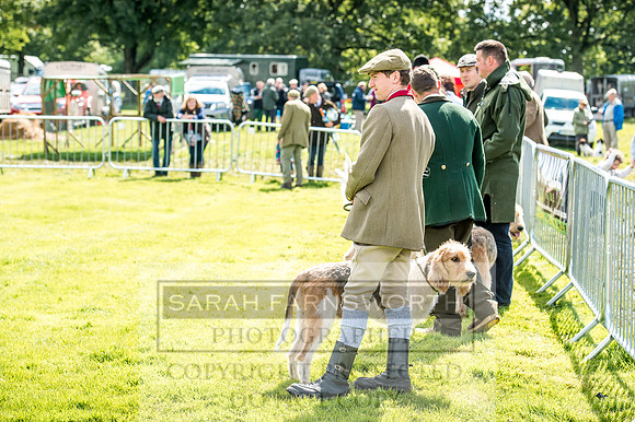 Lowther Hound Show 2017-59