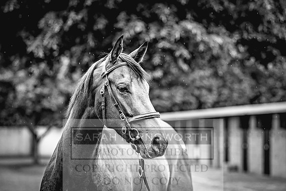 Goffs Land Rover Sale 2022-472