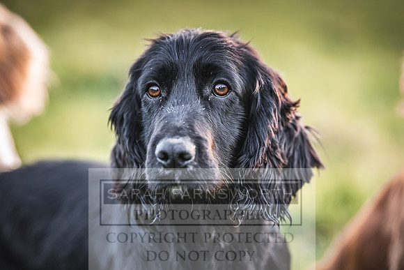 Avonmeadow Stud Dogs-146
