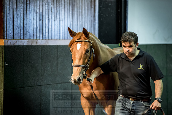Goffs Orby 2018 Day 1-253