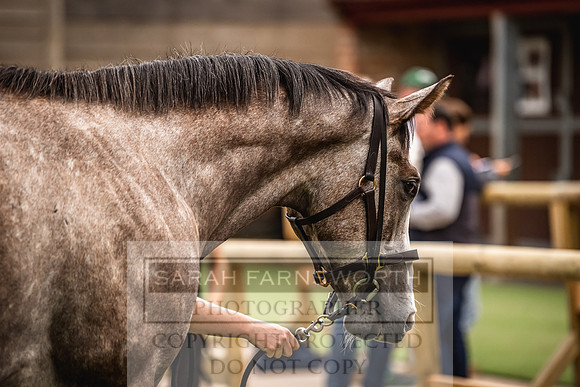 Goffs Yorton Sale 2022-54