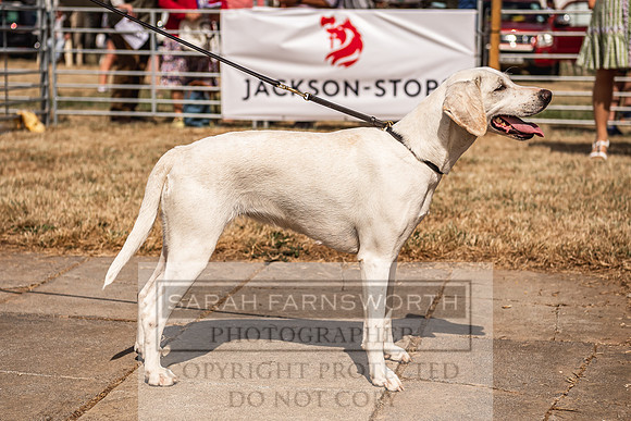 Honiton Hound Show 2022-90