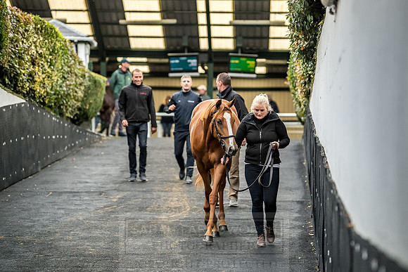 Goffs Orby 2018 Day 1-393