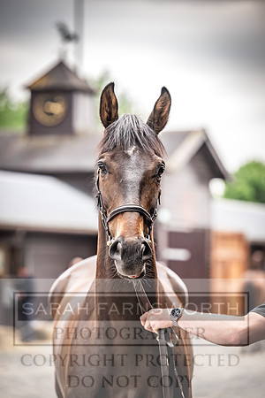 Goffs UK Spring Sale 2024-143