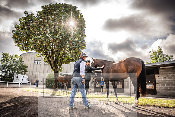 Goffs Land Rover Sale 2022-88
