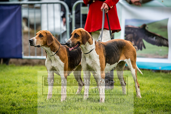 Lowther Hound Show 2017-96