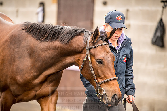 Goffs Orby 2018 Day 1-32