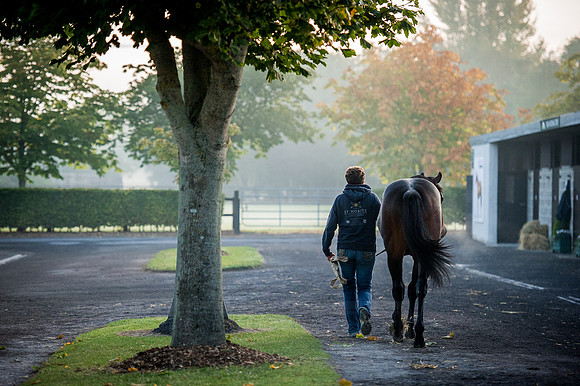 Goffs Orby 2015 -87