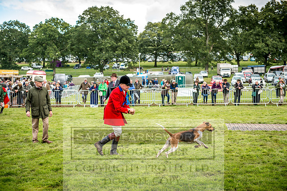 Lowther Hound Show 2017-83